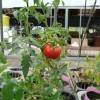 ギュッと実が引き締まるトマトのポット栽培